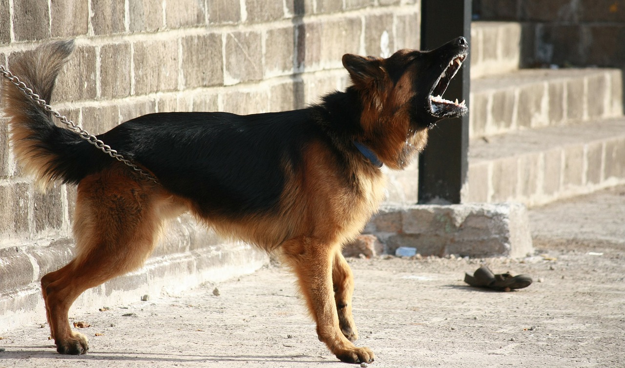 Los perros serán examinados en un centro de la Comunidad de Madrid